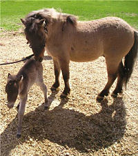 Kyle and foal